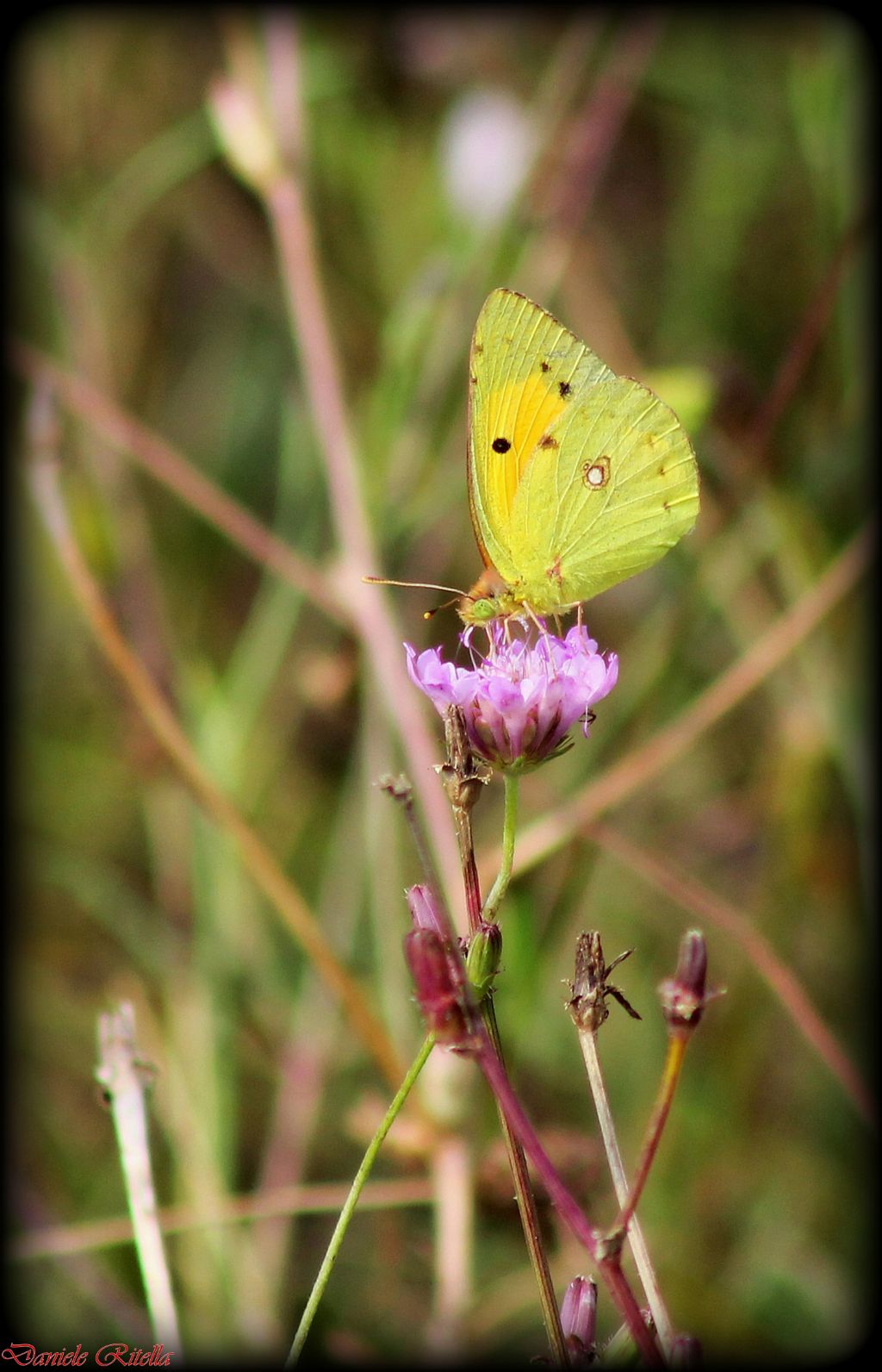 Farfalla di quale specie? Sesso? Maschio di Colias crocea